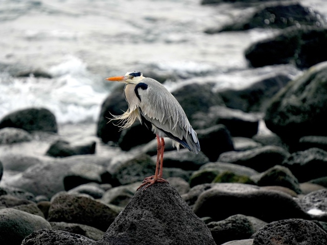 Большая серая цапля стоит на камне у воды