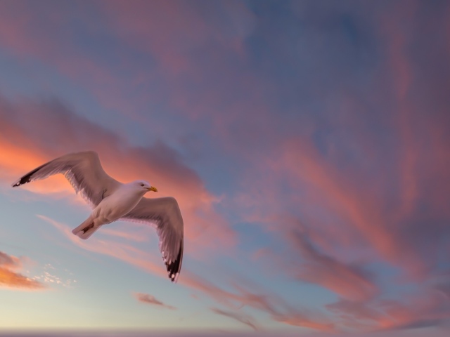Большая белая чайка в небе на закате