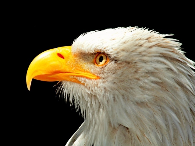 Голова белоголового орлана с желтым клювом на черном фоне