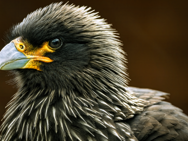 Голова черной птицы каракара