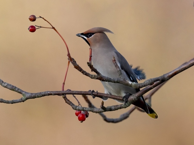 Сойка сидит на ветке с красными ягодами
