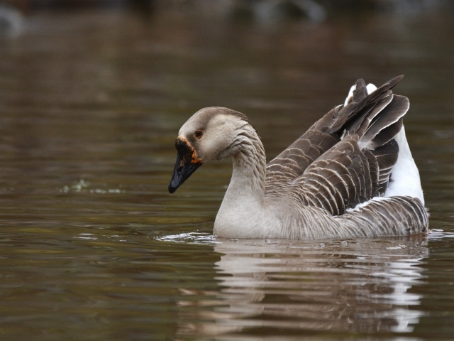 Большой серый домашний гусь плавает в воде