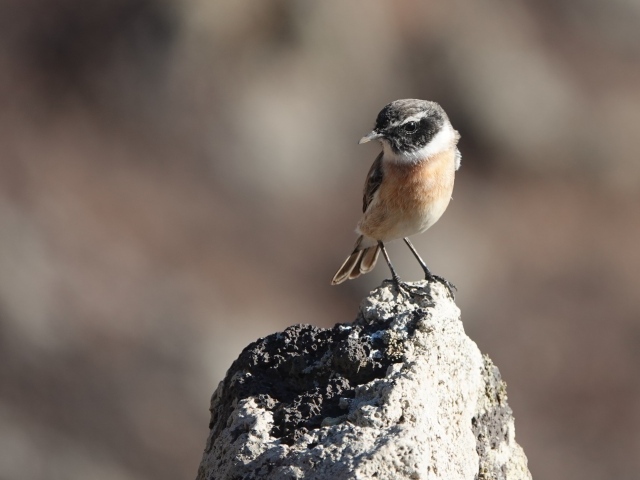 Маленькая птица сидит на камне
