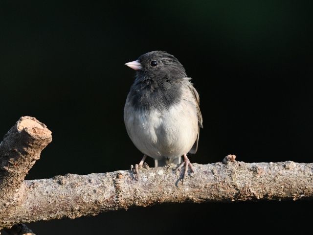 Маленький темноглазый юнко сидит на ветке дерева