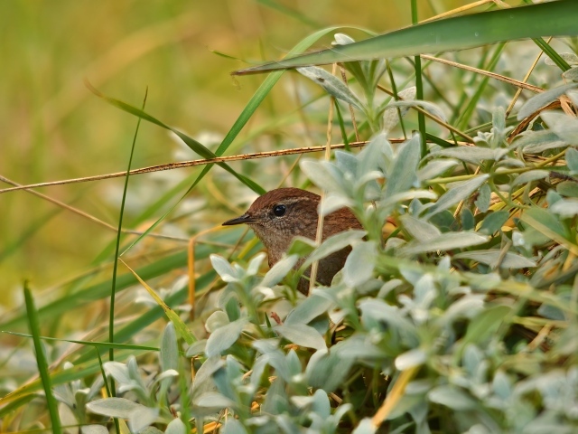 Маленькая иволга прячется в зеленых листьях