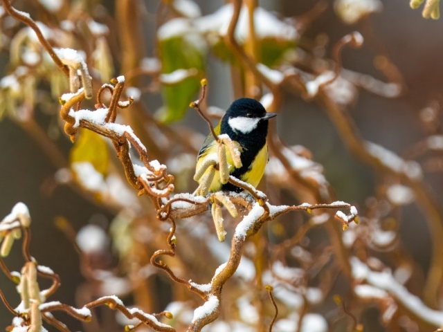 Маленькая синица сидит на ветке зимой