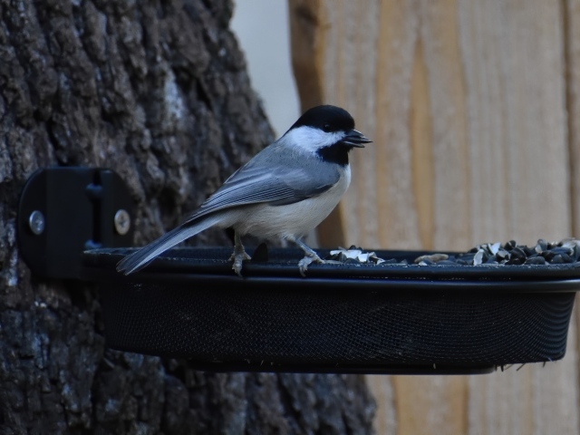 Маленькая синичка в кормушке с семечками