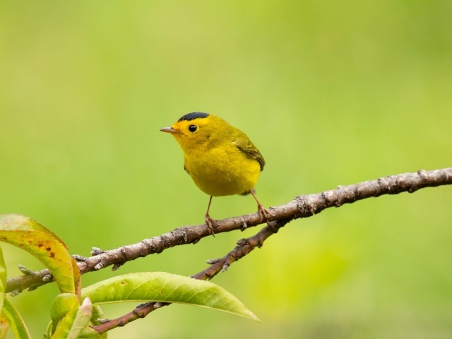 Маленькая желтая птичка сидит на ветке