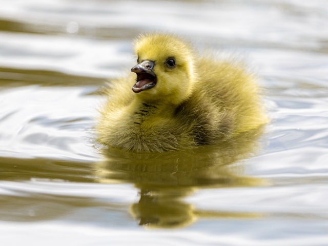 Маленький желтый утенок плавает в воде