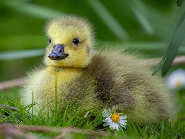 Маленький желтый гусенок на зеленой траве