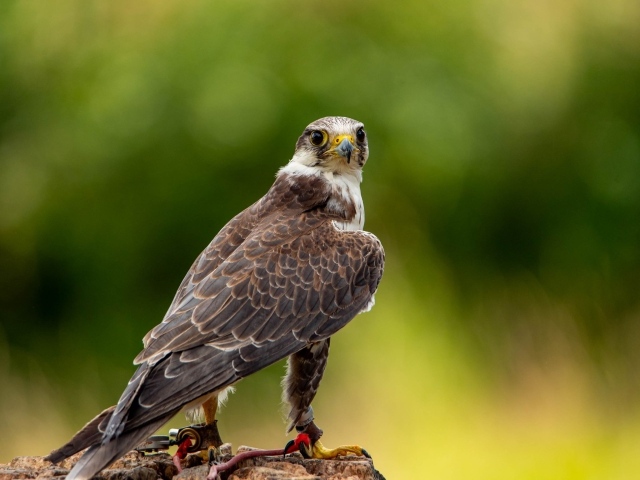 Хищный сокол охотится на камне