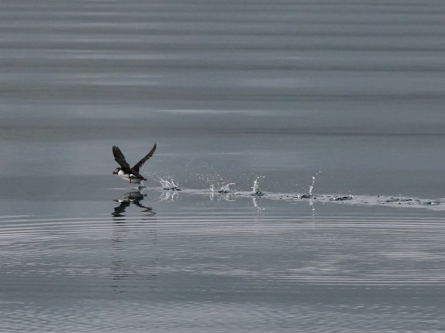 Птица тупик взлетает по воде