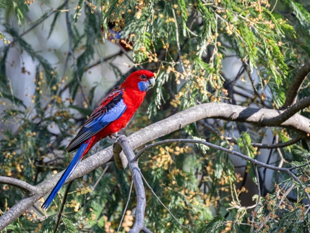 Попугай красная розелла сидит на ветке