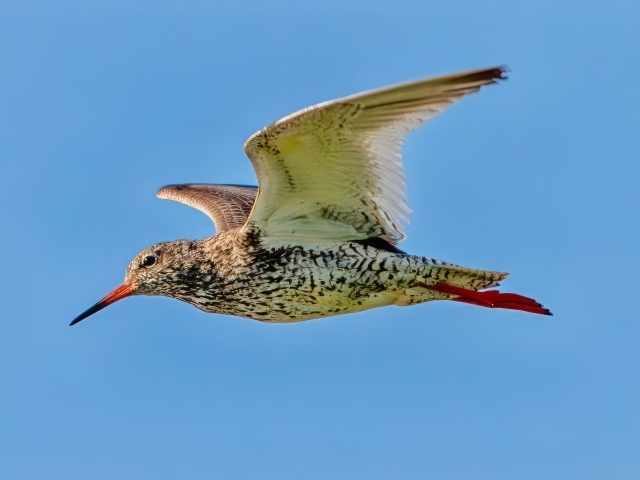 Птица красный стебель летит в небе