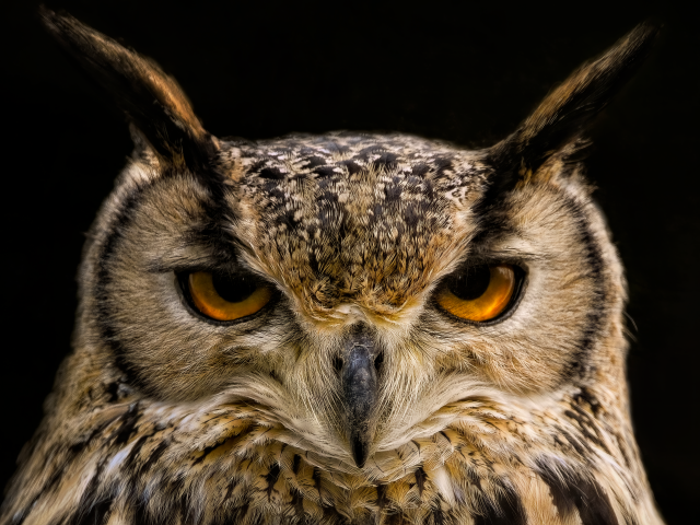 Суровая сова с коричневыми глазами