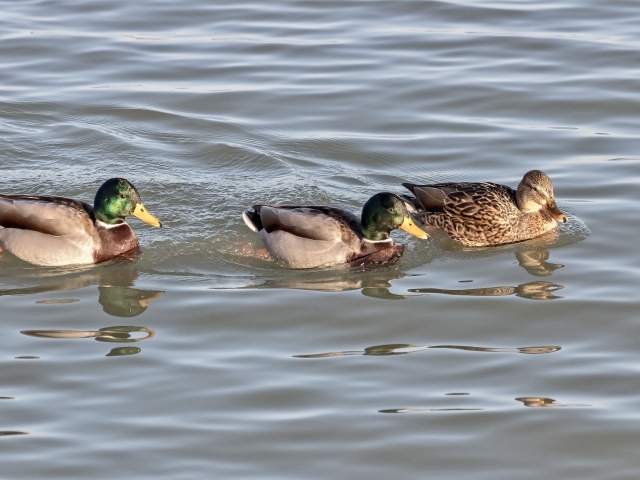 Три утки плавают в воде