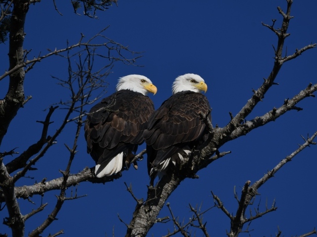 Два белоголовых орла сидят на ветке дерева