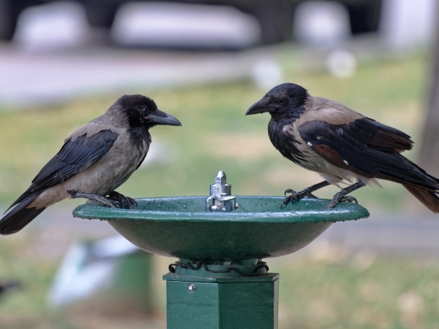 Две вороны у водопоя