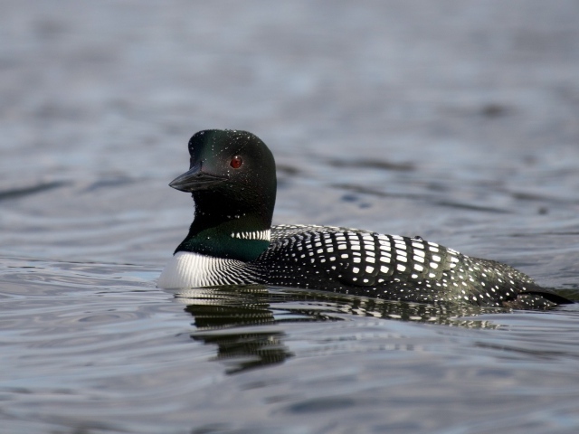 Водоплавающая птица гагара в воде