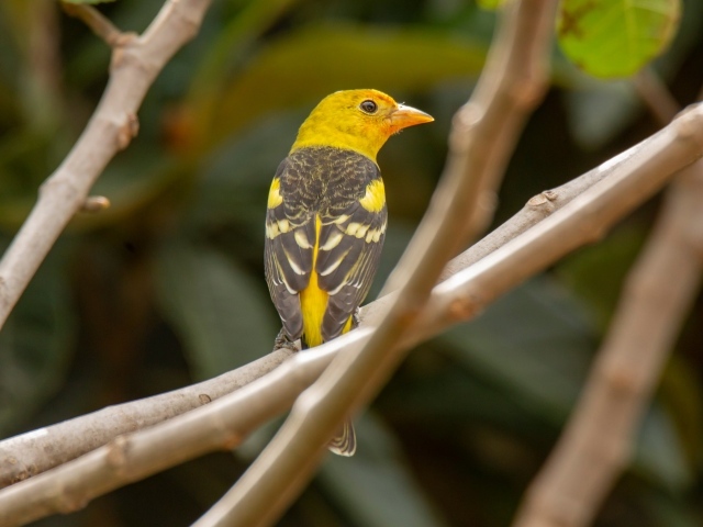 Птица западный танагер сидит на ветке
