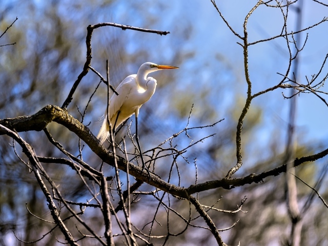 Белая цапля сидит на ветке дерева в лучах солнца