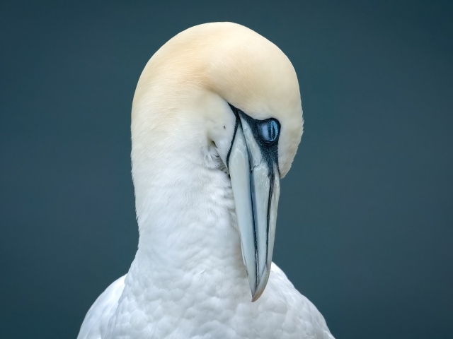 Белая чайка спит на сером фоне