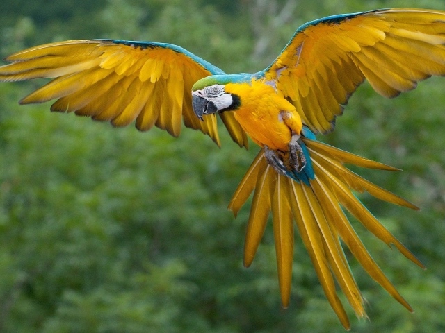 Желто-голубой попугай ара парит в воздухе