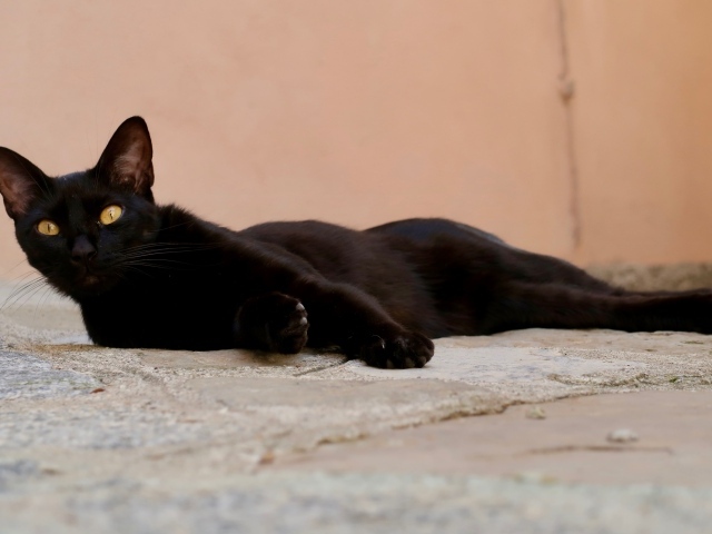 Черный кот с желтыми глазами лежит на дороге