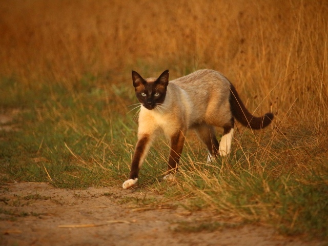 Большой сиамский кот идет по траве