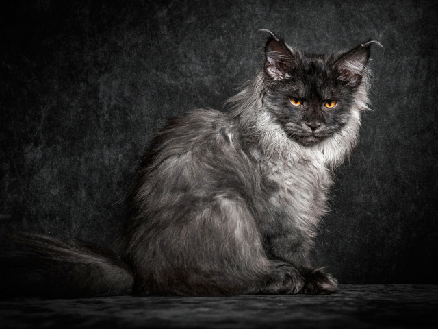 Пепельный кот породы мейн кун на черном фоне