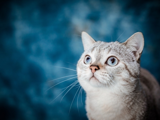 Красивая голубоглазая кошка на голубом фоне