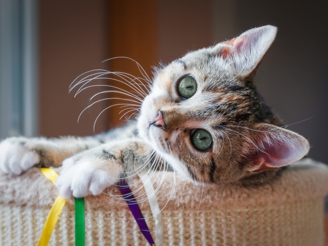 Красивый маленький серый котенок с зелеными глазами