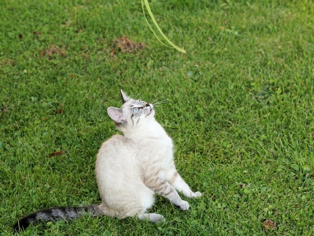Красивая породистая кошка сидит на зеленой траве