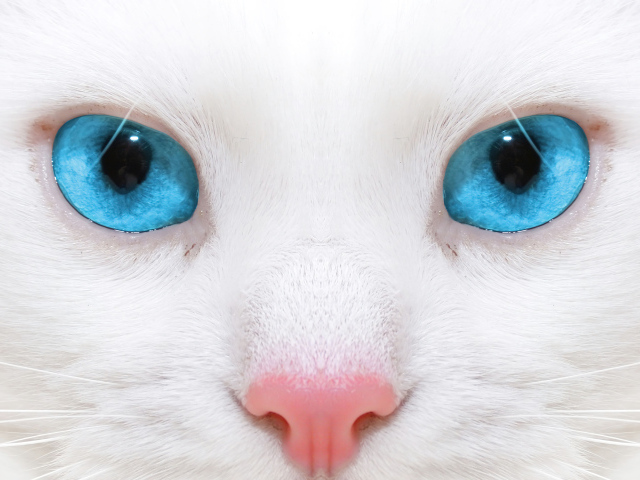 Голубоглазая кошка с розовым носом