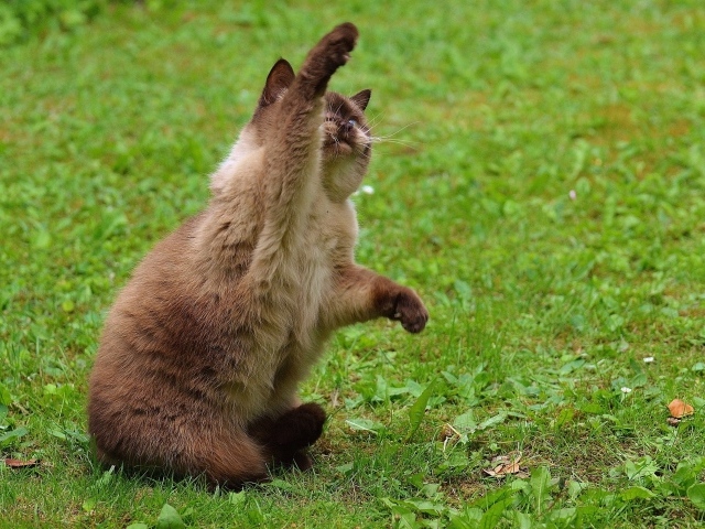 Котенок британской короткошерстной кошки с поднятой лапой
