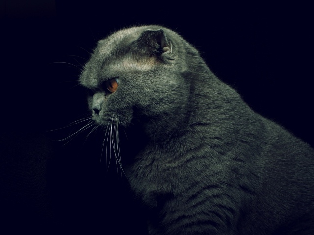 Британская кошка на черном фоне