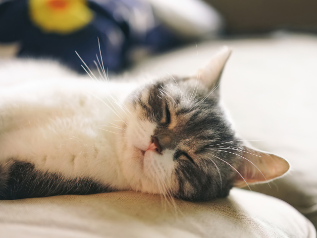Милый кот спит на диване
