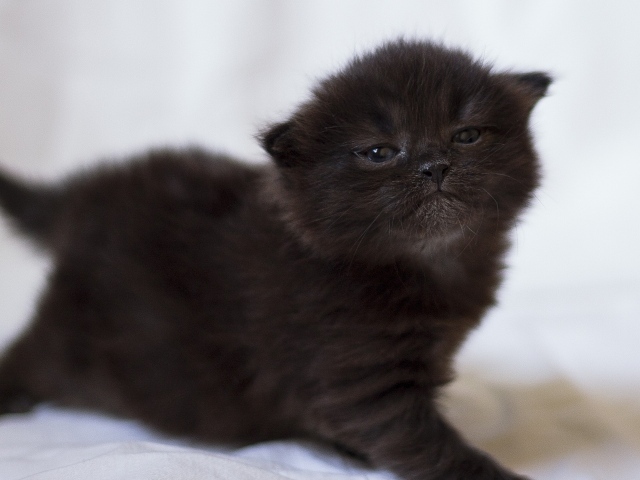 Милый маленький черный котенок крупным планом