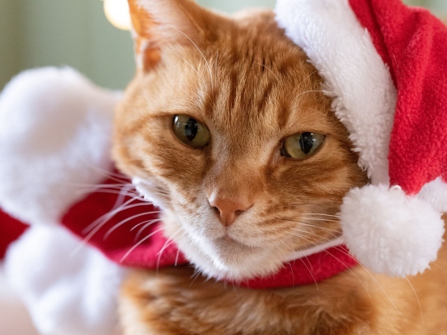 Милый рыжий кот в шапке Санта Клауса крупным планом