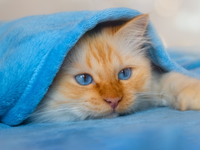 Пушистый голубоглазый котенок под покрывалом