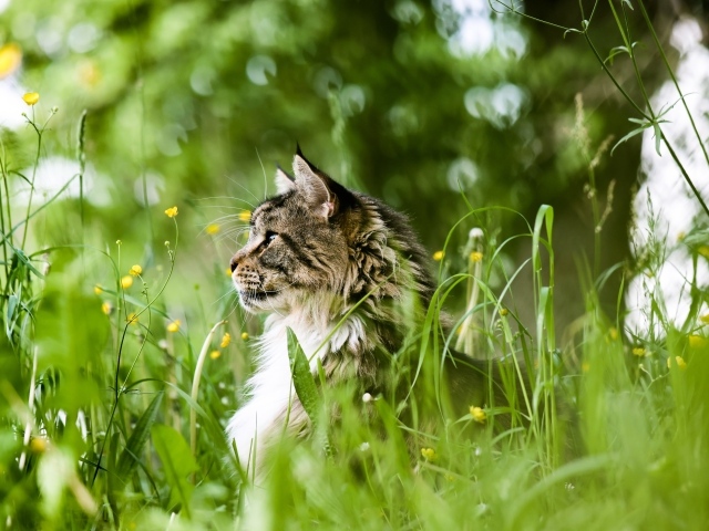 Пушистый серый кот сидит в зеленой траве