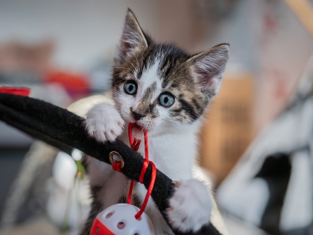 Смешной голубоглазый котенок играет с игрушкой