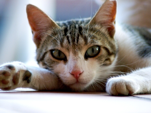 Серый с белым домашний зеленоглазый кот