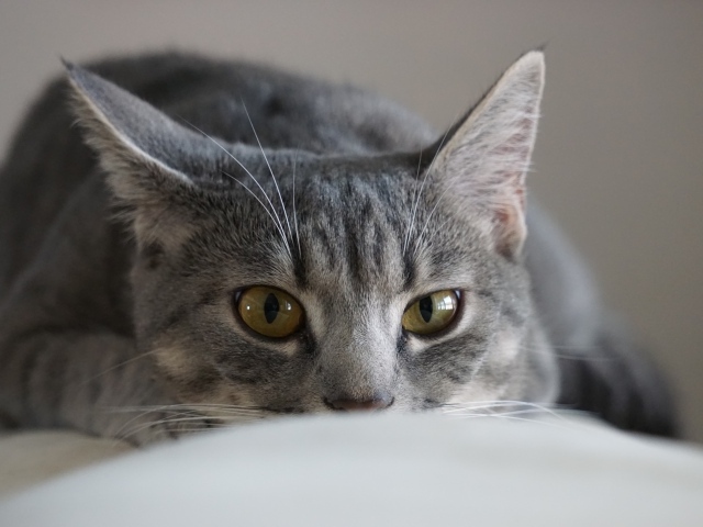 Серая кошка спит на диване