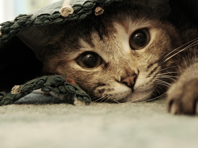 Серый котенок лежит под покрывалом