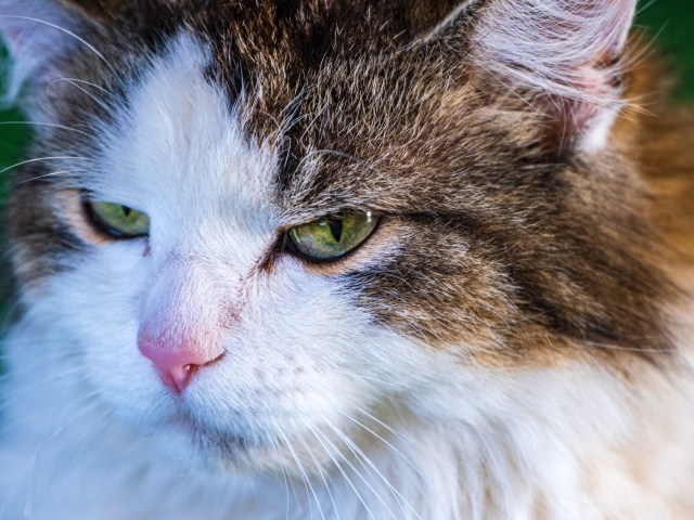 Зеленоглазый кот с розовым носом