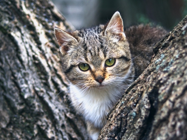 Маленький зеленоглазый серый котенок