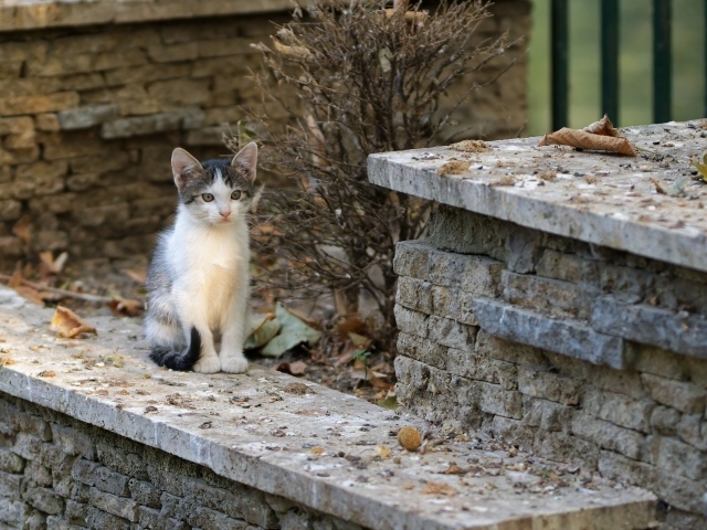 Маленький котенок на улице у дома