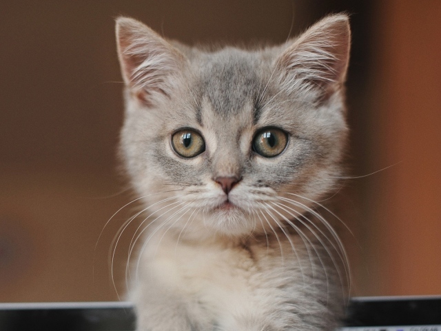 Морда маленького серого котенка крупным планом