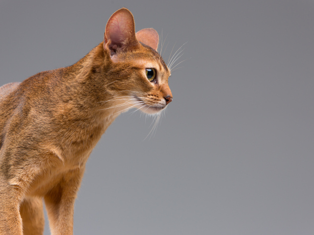 Чистокровный абиссинский портрет молодой кошки